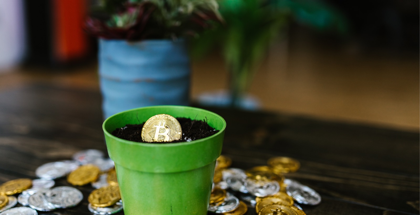Executive Search for Crypto, Cointree